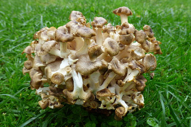 trúdnik klobúčkatý Polyporus umbellatus (Pers.) Fr.