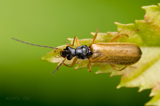 snehuľčík Rhagonycha lignosa