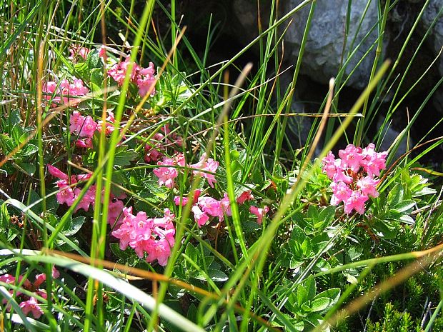 rododenderon chlpatý Rhododendron hirsutum L.