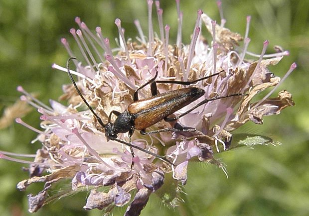 fuzáč Stenurella melanura