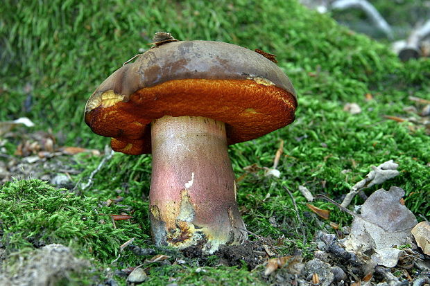 hríb zrnitohlúbikový Sutorius luridiformis (Rostk.) G. Wu & Zhu L. Yang