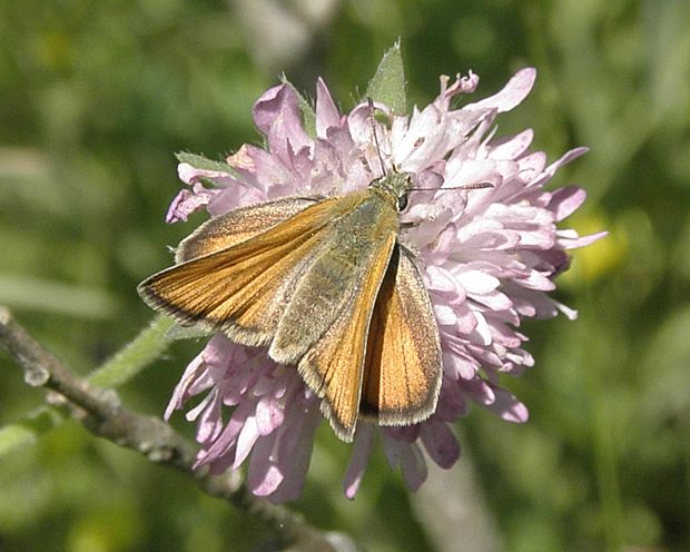 súmračník Thymelicus lineola