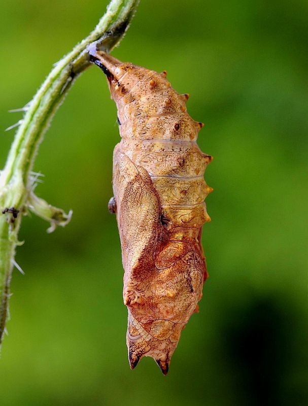 babôčka prhľavová Aglais urticae