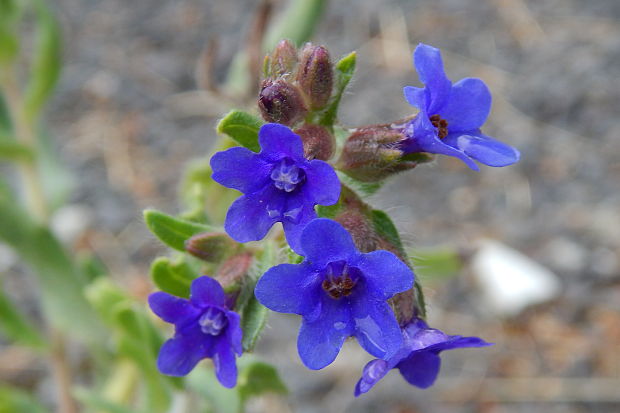 smohla lekárska Anchusa officinalis L.