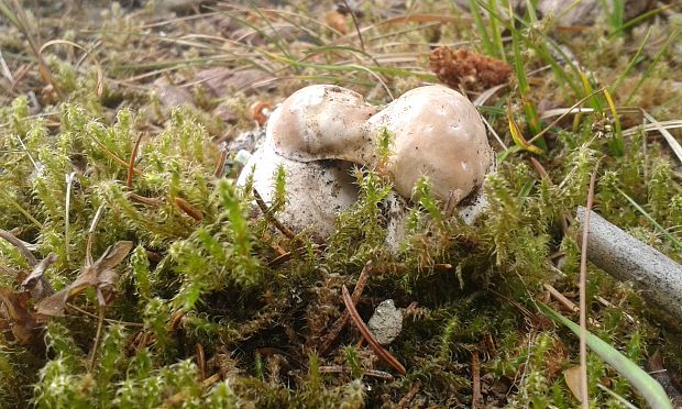 hríb smrekový Boletus edulis Bull.