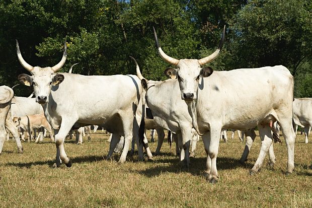 maďarský stepný dobytok Bos primigenius f. taurus