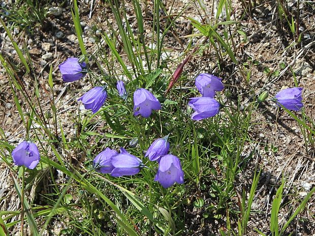 zvonček tatranský Campanula tatrae Borbás