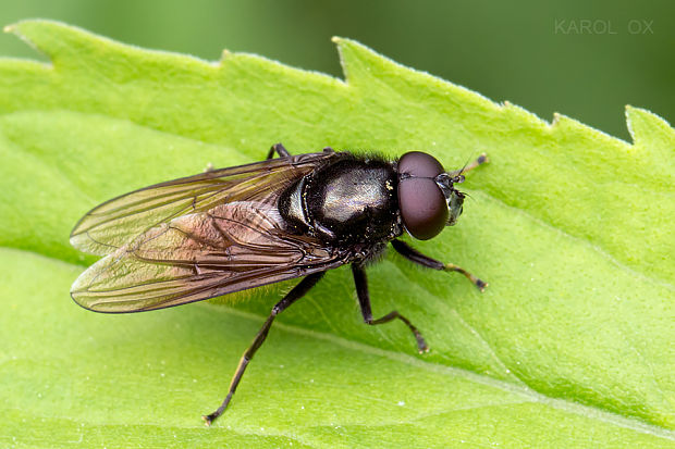 pestrica Cheilosia albitarsis