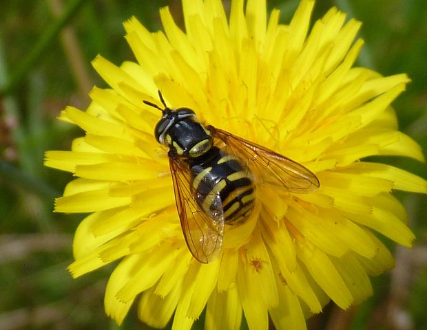 pestrica zavalitá / pestřenka zavalitá  Chrysotoxum octomaculatum