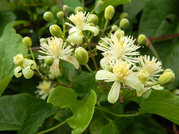 plamienok plotný Clematis vitalba L.