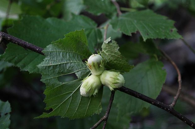 lieska obyčajná Corylus avellana L.