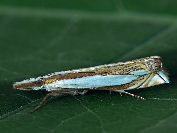 trávovec ďatelinový (sk) / travařík (cz) Crambus pascuella