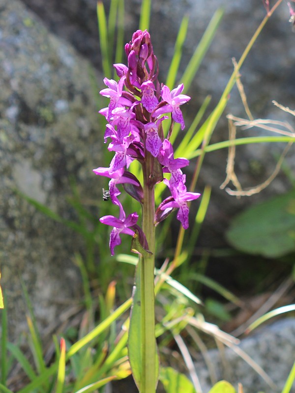 vstavačovec Dactylorhiza sp.