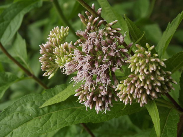 konopáč obyčajný Eupatorium cannabinum L.