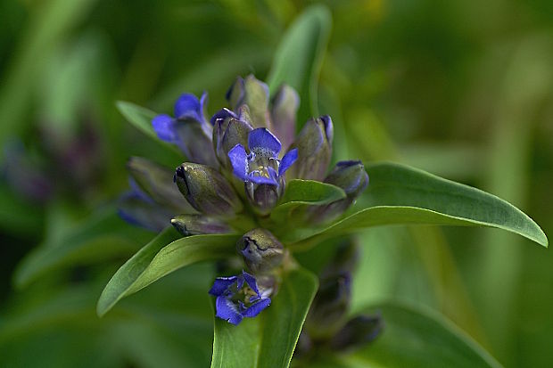 horec krížatý Gentiana cruciata L.