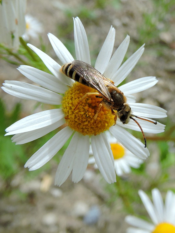 včielka Halictus sexcinctus