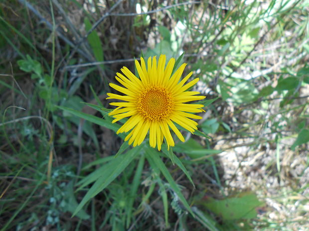 oman mečolistý Inula ensifolia L.