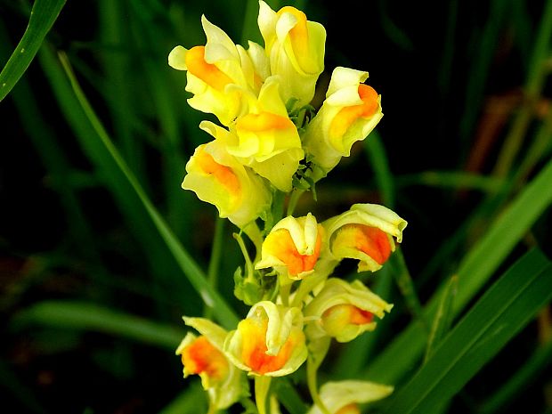 pyštek obyčajný Linaria vulgaris Mill.