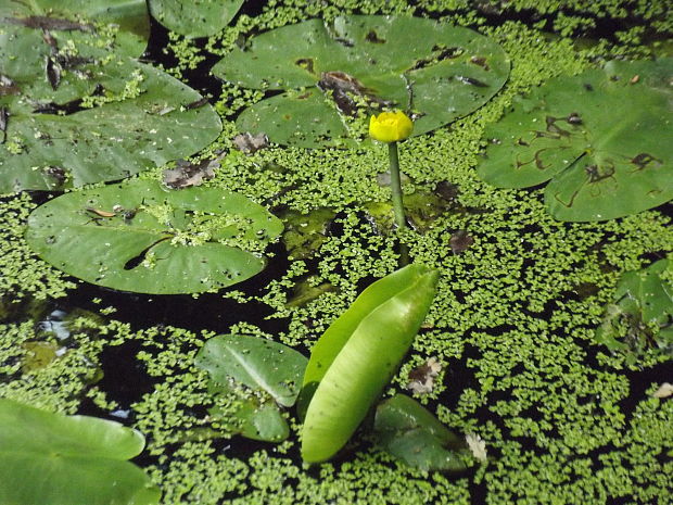 leknica žltá Nuphar lutea (L.) Sm.