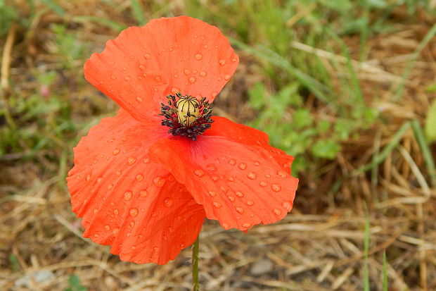 mak vlčí Papaver rhoeas L.