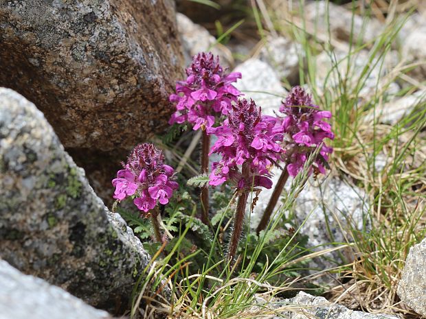 všivec praslenatý Pedicularis verticillata L.