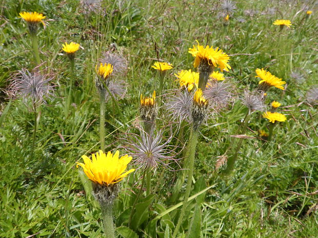 prasatnica jednoúborová Trommsdorffia uniflora (Vill.) Soják