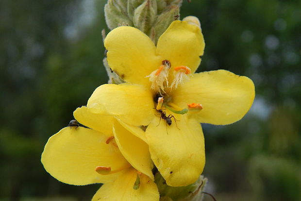 divozel veľkokvetý Verbascum densiflorum Bertol.