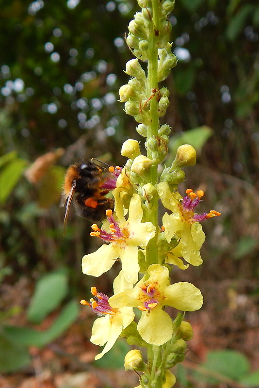 divozel čierny Verbascum nigrum L.