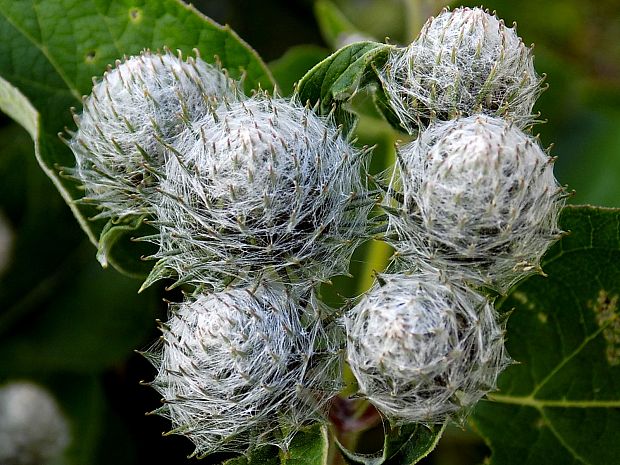 lopúch plstnatý Arctium tomentosum Mill.