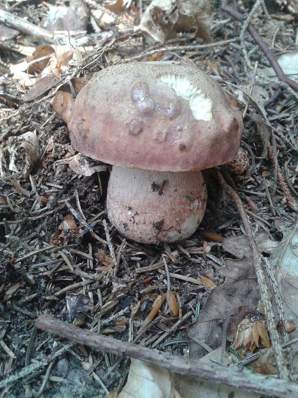 hríb sosnový Boletus pinophilus Pil. et Dermek in Pil.