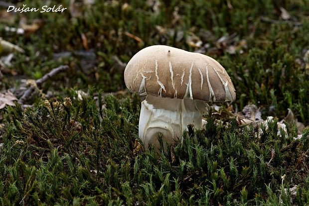 hríb dubový Boletus reticulatus Schaeff.