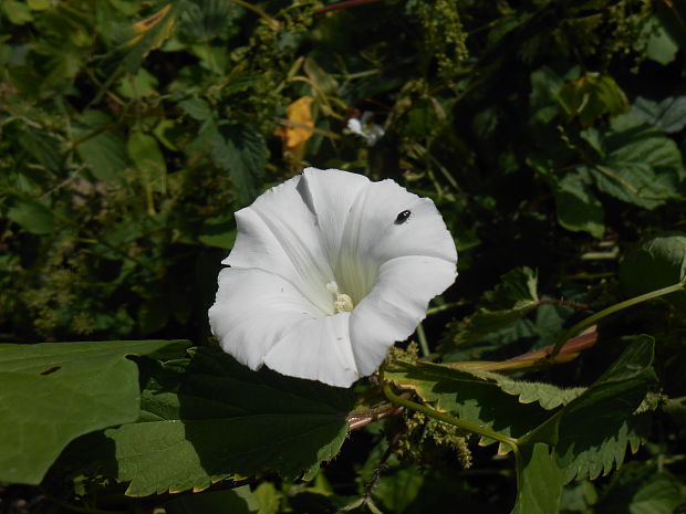 povoja plotná Calystegia sepium (L.) R. Br.