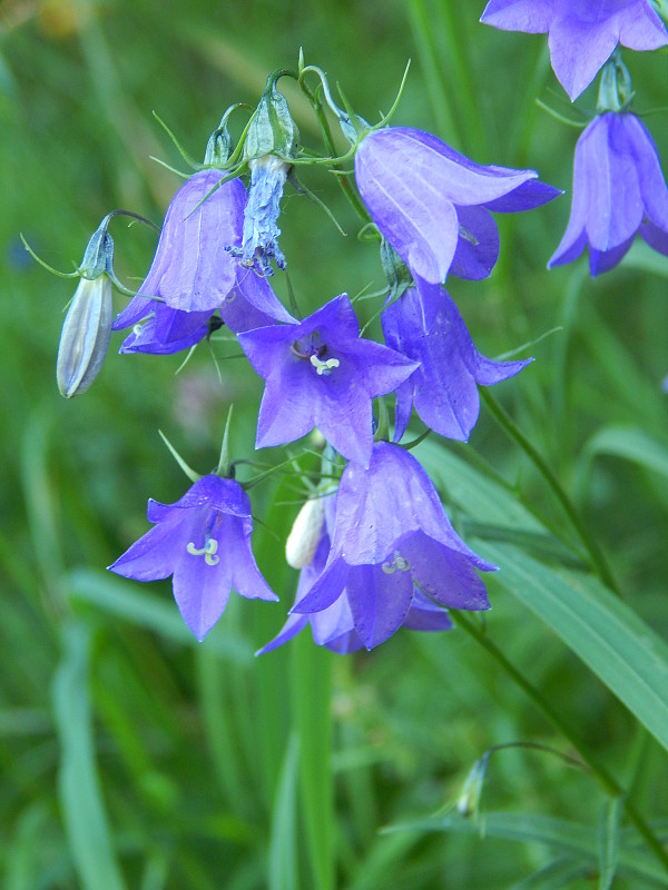 zvonček okrúhlolistý Campanula rotundifolia L.