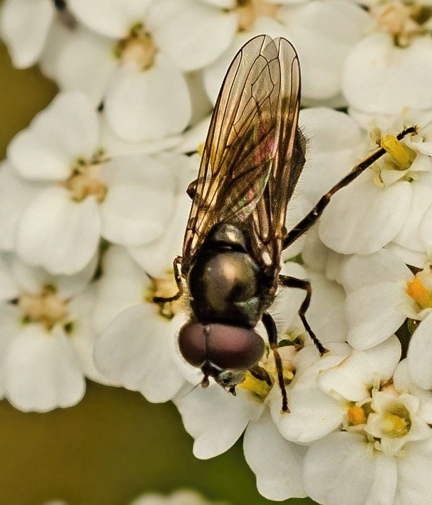 pestrica Cheilosia carbonaria ♂