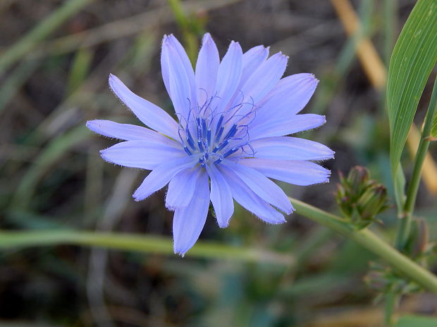 čakanka obyčajná Cichorium intybus L.