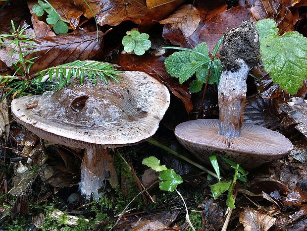 pavučinovec purpurovastý Cortinarius pseudomuricinus Reumaux ad int.