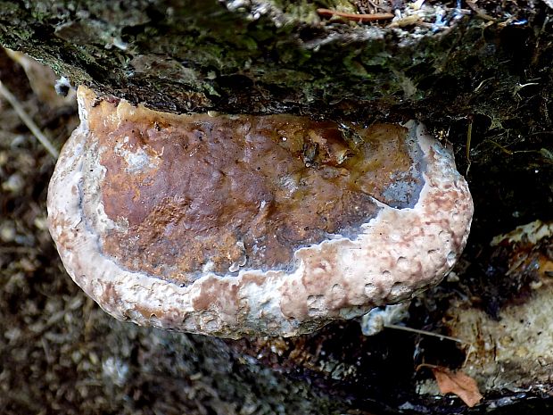 práchnovček pásikavý Fomitopsis pinicola (Sw.) P. Karst.