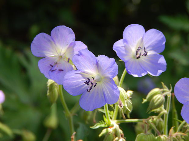 pakost lúčny Geranium pratense L.