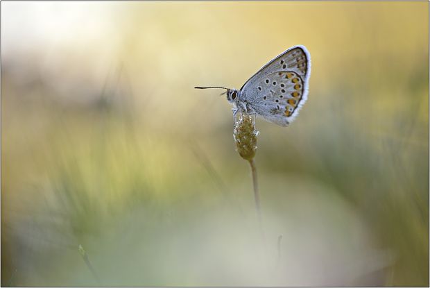 modráčik Plebejus argus