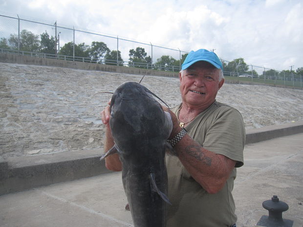 sumcek americky - Channel Catfish  Ameiurus nebulosos