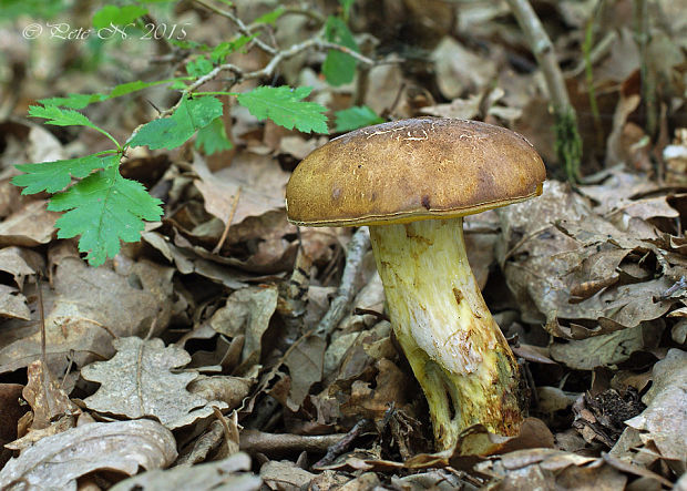 hríb príveskatý Butyriboletus appendiculatus (Schaeff. ex Fr.) Secr.