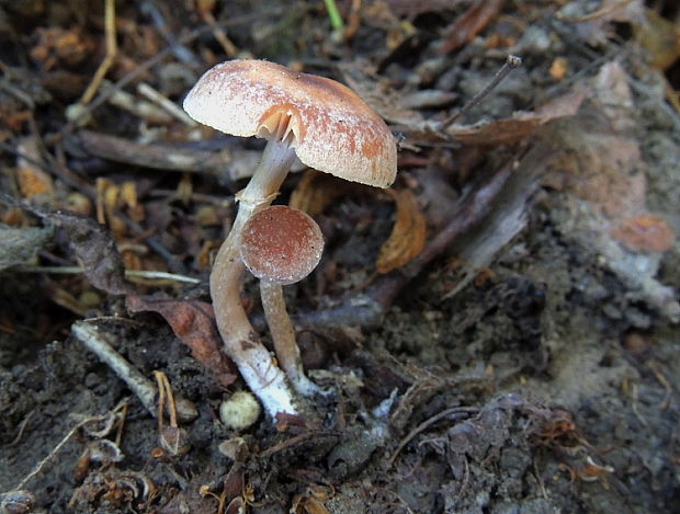 kapucňovec Pholiotina sp. (Fr.) Singer