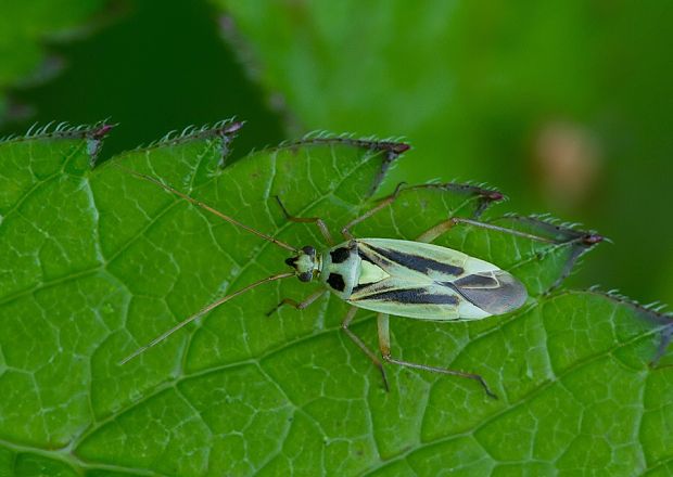 bzdôška Stenotus binotatus