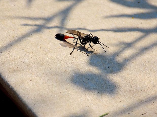 kutavka piesočná Ammophila sabulosa