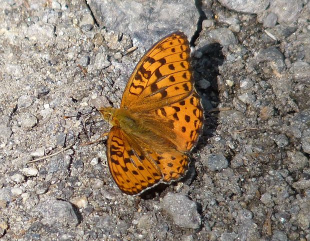 perlovec fialkový / perleťovec prostřední  Argynnis adippe