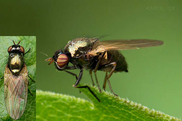 tieňovka Calliopum aeneum