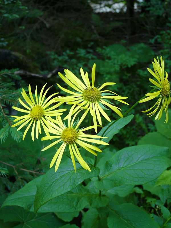 kamzičník rakúsky Doronicum austriacum Jacq.