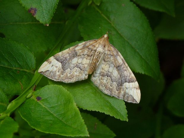 piadivka okrová / píďalka osiková  Eulithis populata