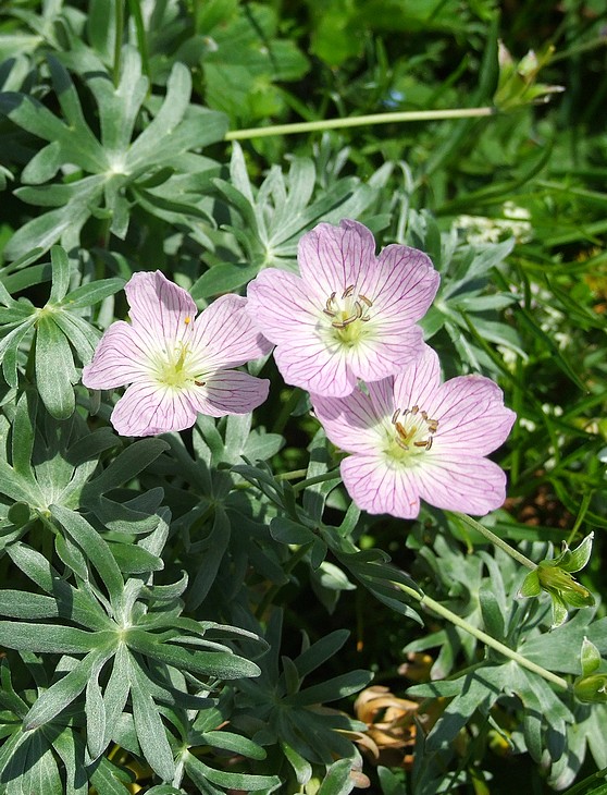 pakost Geranium argenteum