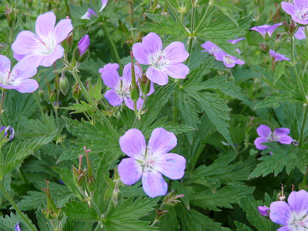 pakost lesný Geranium sylvaticum L.